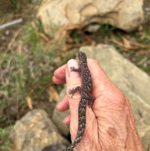 Christinus marmoratus at FMC500: Bragg St Swales - 21 Feb 2024 08:50 AM