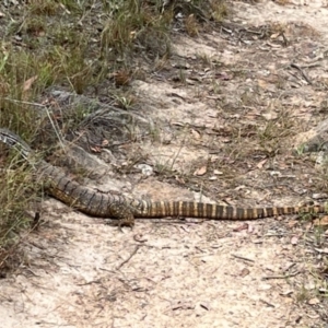 Varanus rosenbergi at Michelago, NSW - suppressed