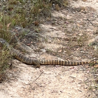 Varanus rosenbergi (Heath or Rosenberg's Monitor) at Michelago, NSW - 21 Feb 2024 by Illilanga