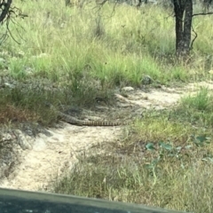 Varanus rosenbergi at Michelago, NSW - suppressed