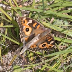 Junonia villida (Meadow Argus) at Fraser, ACT - 12 Feb 2024 by kasiaaus