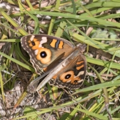 Junonia villida at Dunlop Grasslands - 12 Feb 2024