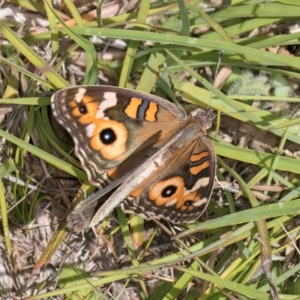 Junonia villida at Dunlop Grasslands - 12 Feb 2024 11:52 AM