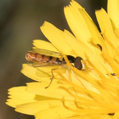 Sphaerophoria macrogaster (Hover Fly) at Fraser, ACT - 12 Feb 2024 by kasiaaus