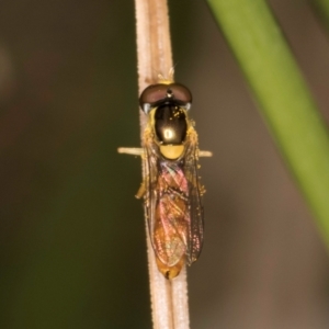 Sphaerophoria macrogaster at Dunlop Grasslands - 12 Feb 2024