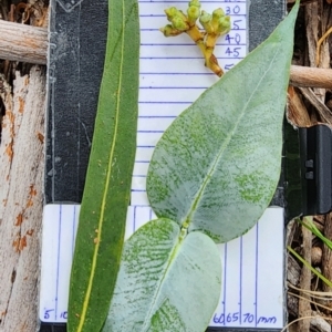 Eucalyptus globulus subsp. maidenii at Legacy Park Woodland Reserve - 21 Feb 2024