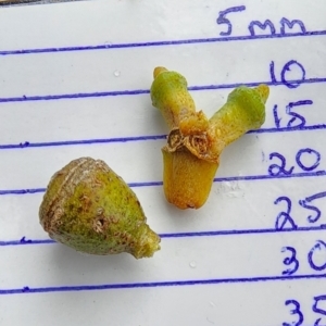 Eucalyptus globulus subsp. maidenii at Legacy Park Woodland Reserve - 21 Feb 2024