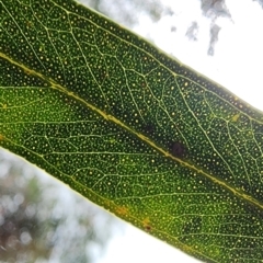 Eucalyptus globulus subsp. maidenii at Legacy Park Woodland Reserve - 21 Feb 2024