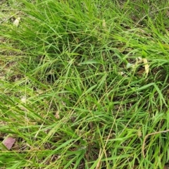 Microlaena stipoides at Legacy Park Woodland Reserve - 21 Feb 2024