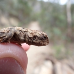 Rankinia diemensis at Tennent, ACT - 20 Feb 2024 by FeralGhostbat