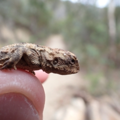 Unidentified Dragon at Tennent, ACT - 20 Feb 2024 by FeralGhostbat