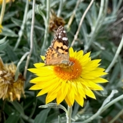 Vanessa kershawi (Australian Painted Lady) at Aranda, ACT - 17 Feb 2024 by KMcCue