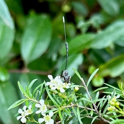 Gasteruption sp. (genus) (Gasteruptiid wasp) at Aranda, ACT - 17 Feb 2024 by KMcCue