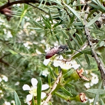 Unidentified Wasp (Hymenoptera, Apocrita) at GG182 - 17 Feb 2024 by KMcCue