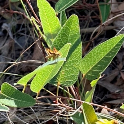 Ocybadistes walkeri (Green Grass-dart) at Aranda, ACT - 19 Feb 2024 by KMcCue