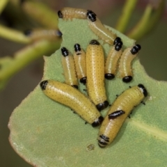 Paropsini sp. (tribe) (Unidentified paropsine leaf beetle) at Dunlop, ACT - 12 Feb 2024 by kasiaaus