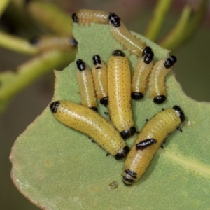 Paropsini sp. (tribe) at Dunlop Grasslands - 12 Feb 2024