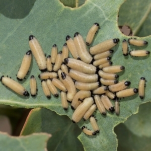 Paropsisterna cloelia at Dunlop Grasslands - 12 Feb 2024