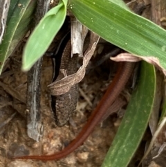 Morethia boulengeri (Boulenger's Skink) at Denman Prospect, ACT - 21 Feb 2024 by SteveBorkowskis