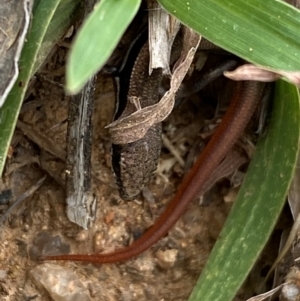 Morethia boulengeri at Molonglo River Reserve - 21 Feb 2024