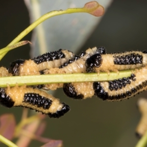 Paropsis atomaria at Dunlop, ACT - 12 Feb 2024