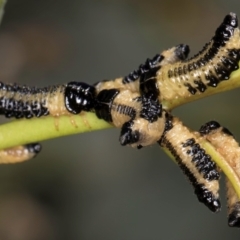 Paropsis atomaria at Dunlop, ACT - 12 Feb 2024