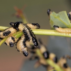 Paropsis atomaria at Dunlop, ACT - 12 Feb 2024