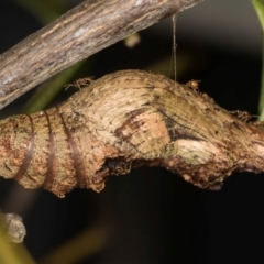 Papilio aegeus at Melba, ACT - 18 Feb 2024