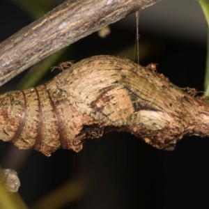 Papilio aegeus at Melba, ACT - 18 Feb 2024