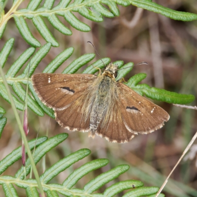 Atkinsia dominula (Two-brand grass-skipper) at QPRC LGA - 20 Feb 2024 by DPRees125