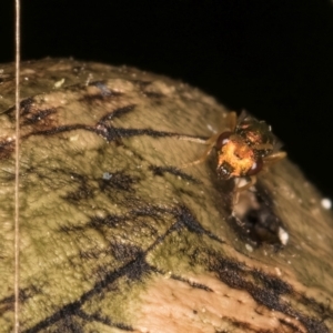 Pteromalidae (family) at Melba, ACT - 18 Feb 2024 06:58 PM