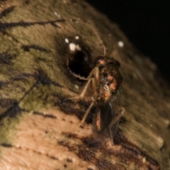 Pteromalidae (family) at Melba, ACT - 18 Feb 2024 06:58 PM