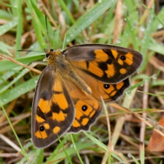 Heteronympha penelope (Shouldered Brown) at Harolds Cross, NSW - 19 Feb 2024 by DPRees125