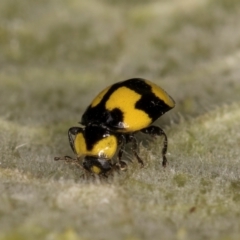 Illeis galbula (Fungus-eating Ladybird) at Melba, ACT - 18 Feb 2024 by kasiaaus