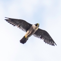 Falco peregrinus (Peregrine Falcon) at Drouin, VIC - 23 Jan 2024 by Petesteamer