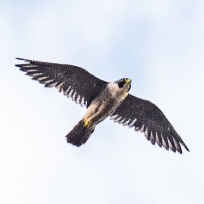 Falco peregrinus (Peregrine Falcon) at Drouin, VIC - 24 Jan 2024 by Petesteamer