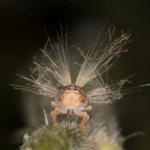 Scolypopa australis at Melba, ACT - 19 Feb 2024