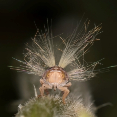 Scolypopa australis (Passionvine hopper, Fluffy bum) at Melba, ACT - 19 Feb 2024 by kasiaaus