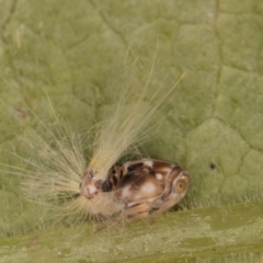 Scolypopa australis at Melba, ACT - 19 Feb 2024 06:16 PM