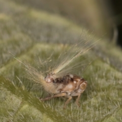 Scolypopa australis at Melba, ACT - 19 Feb 2024