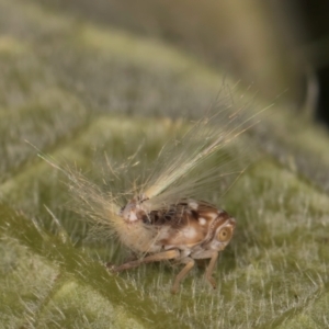 Scolypopa australis at Melba, ACT - 19 Feb 2024