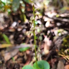 Acianthus cuneatus (New England Mosquito Orchid) at New England National Park - 21 Feb 2024 by Csteele4