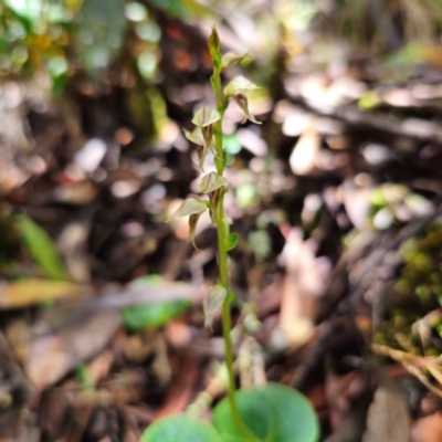 Acianthus cuneatus (New England Mosquito Orchid) at suppressed - 21 Feb 2024 by Csteele4