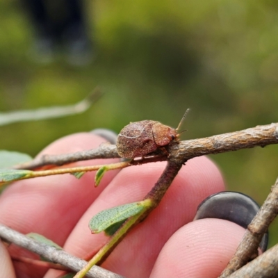 Paropsisterna sp. (genus) (A leaf beetle) at Ebor, NSW - 21 Feb 2024 by Csteele4