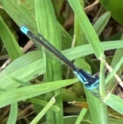 Ischnura heterosticta (Common Bluetail Damselfly) at Kangaroo Valley, NSW - 21 Feb 2024 by lbradleyKV