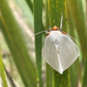 Thalaina selenaea at QPRC LGA - 21 Feb 2024