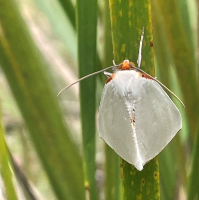 Thalaina selenaea (Orange-rimmed Satin Moth) at QPRC LGA - 21 Feb 2024 by JaneR