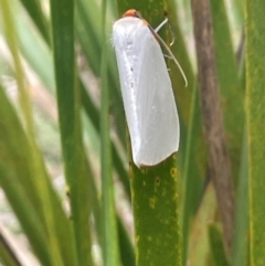 Thalaina selenaea at QPRC LGA - 21 Feb 2024