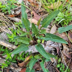 Viola betonicifolia subsp. betonicifolia (Arrow-Leaved Violet) at Ebor, NSW - 21 Feb 2024 by Csteele4