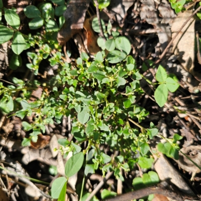 Einadia hastata (Berry Saltbush) at Oxley Wild Rivers National Park - 21 Feb 2024 by Csteele4